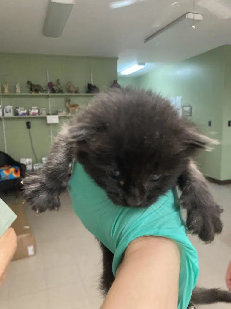 Plum - Domestic Short Hair