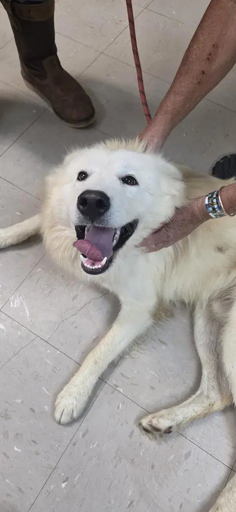 Snowball - Husky