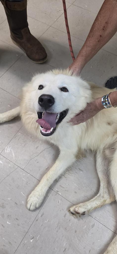 Snowball