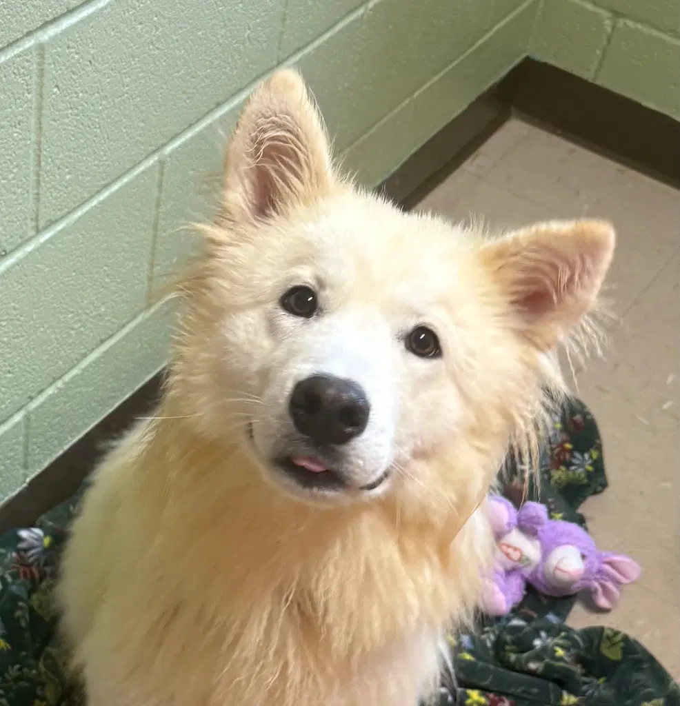 Snowball - Husky