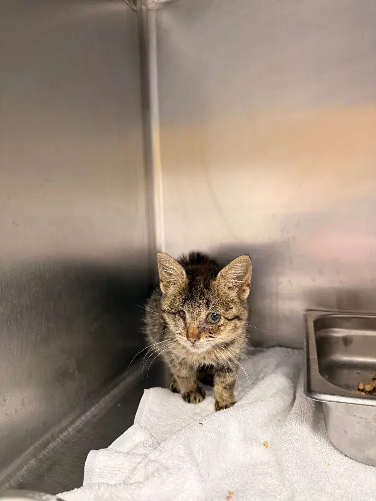 Quasar - Domestic Short Hair