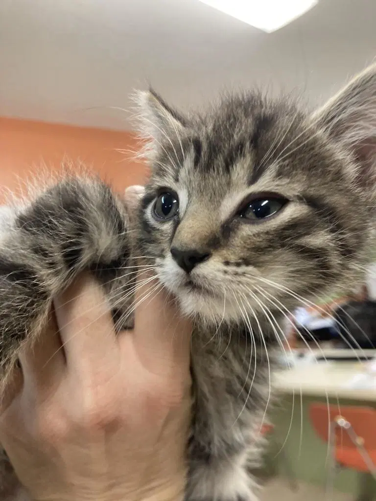 Indigo - Domestic Short Hair