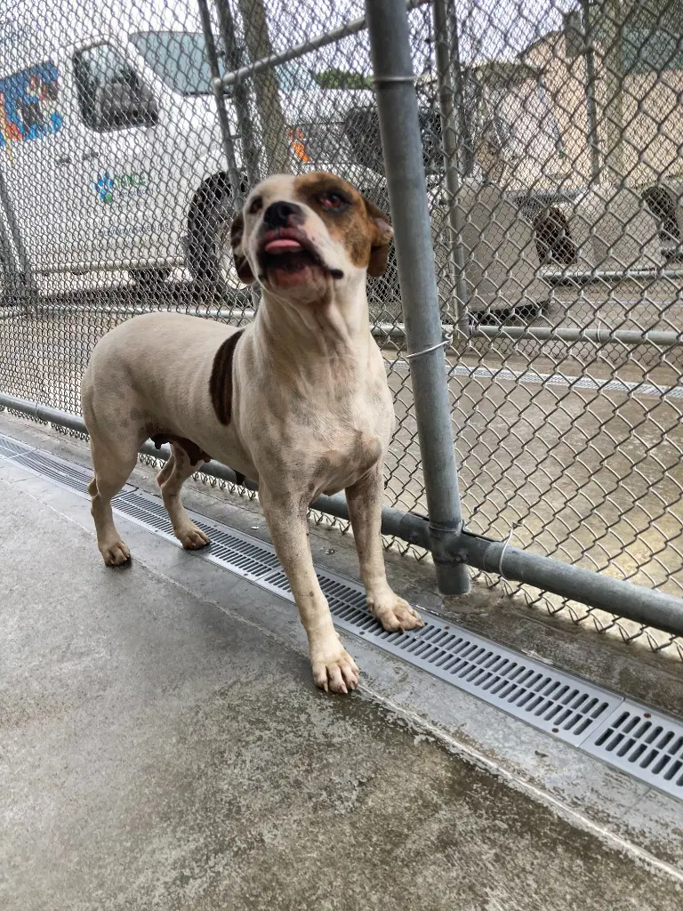 Penelope - Boxer