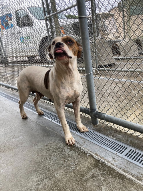 Penelope, Boxer / Terrier / Mixed