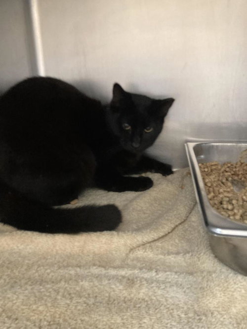 Herbert West, Domestic Short Hair / Mixed