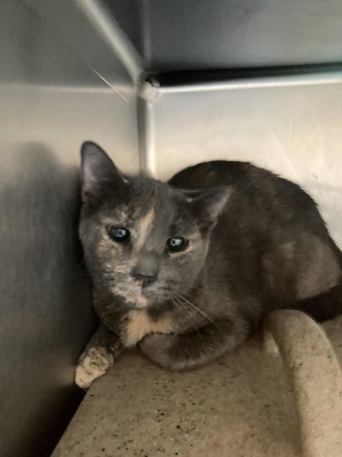 Megan Halsey, Domestic Short Hair / Mixed