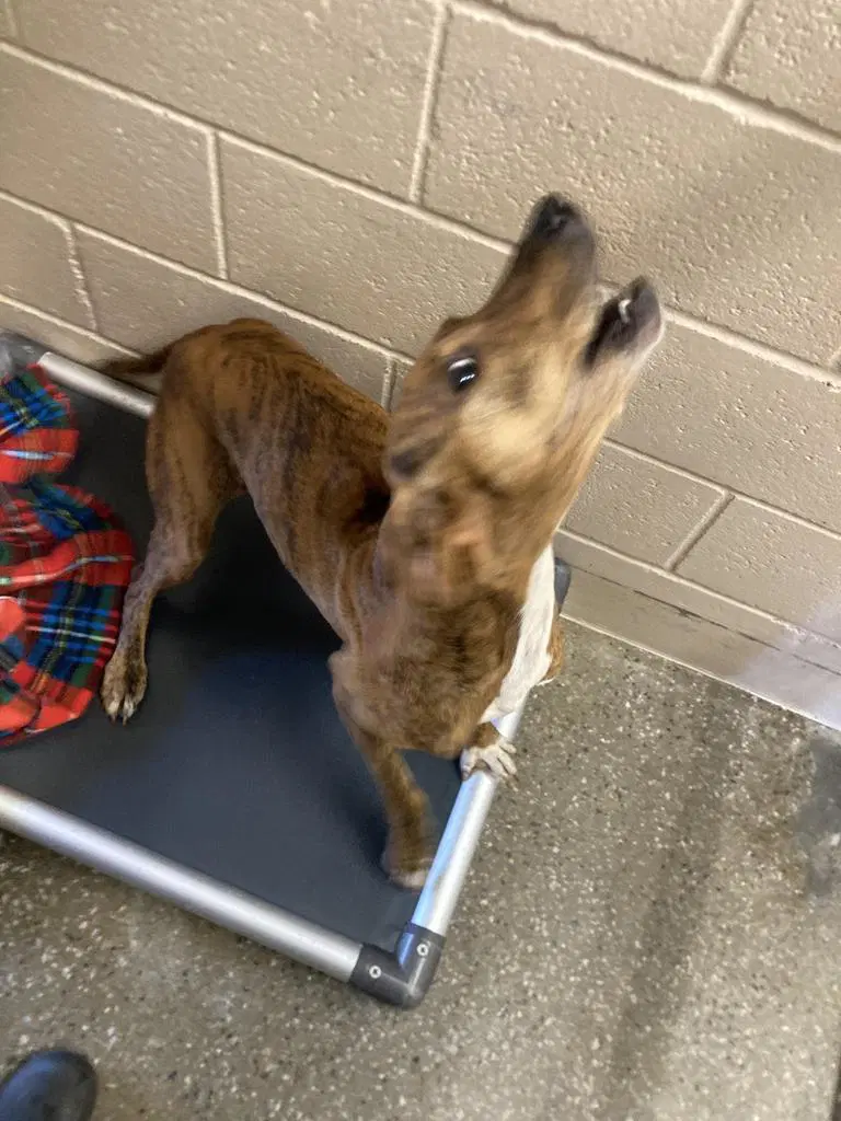 Olive Oyl - Plott Hound