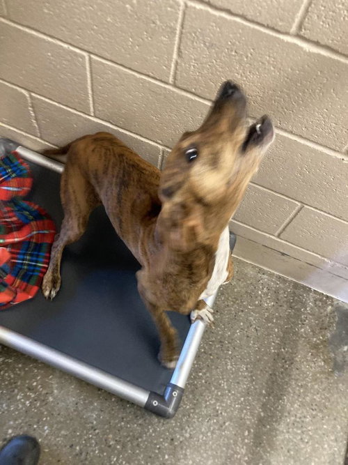 Olive Oyl, Plott Hound / Terrier / Mixed