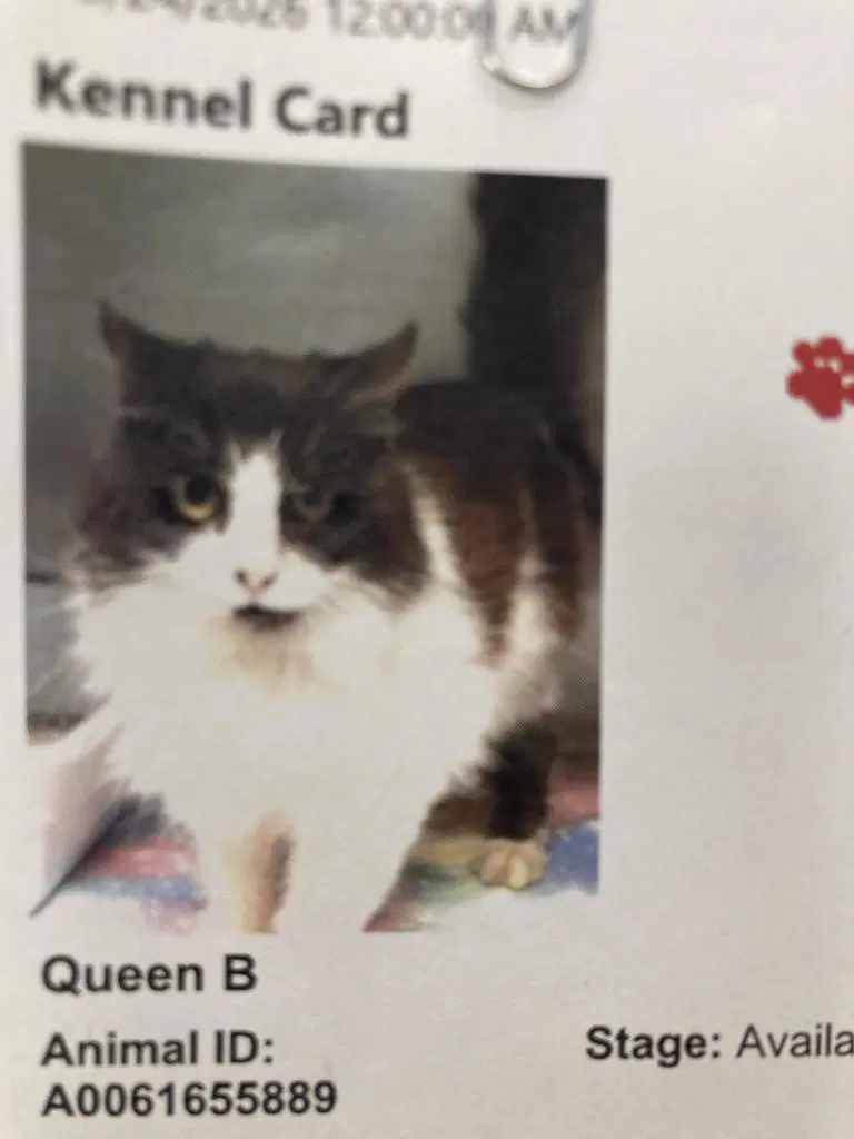 Queen B image 2
