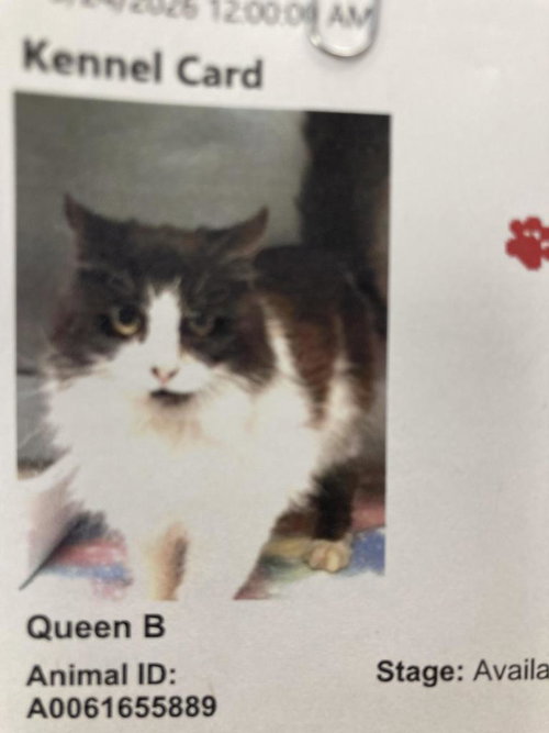 Queen B, photo 2