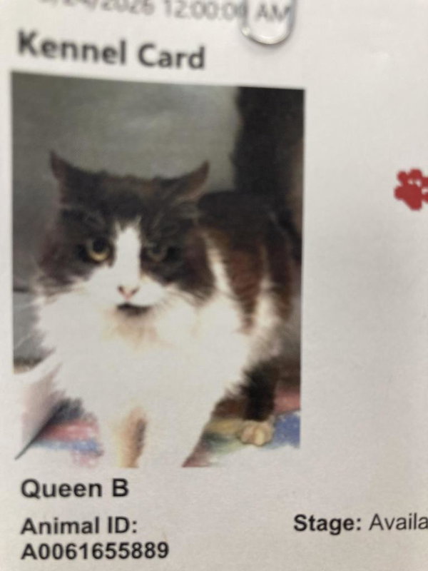Queen B