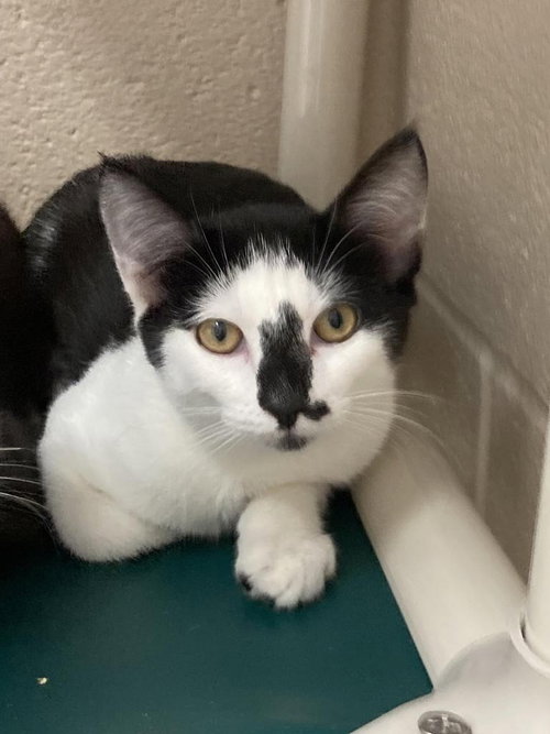 Yang, Domestic Short Hair / Mixed