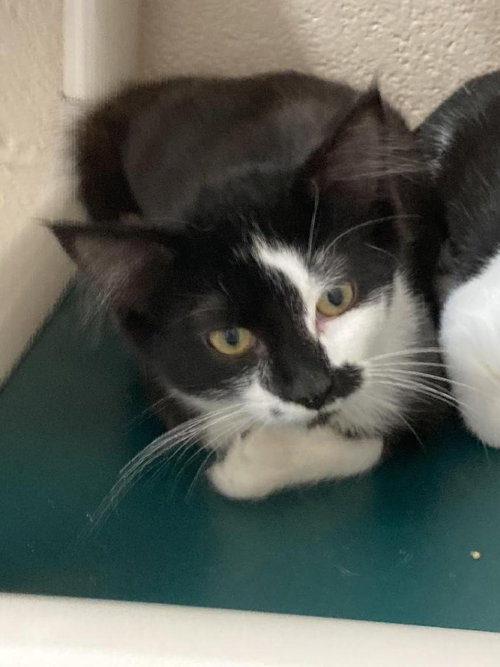 Yin, Domestic Short Hair / Mixed