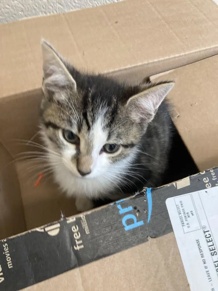 Boysen Berry Pie - Domestic Short Hair