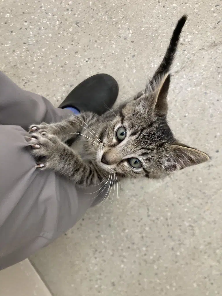 Cheesecake - Domestic Short Hair