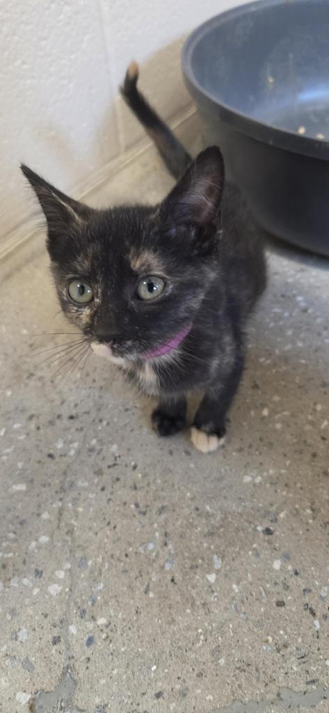 Eraser, Domestic Short Hair / Mixed