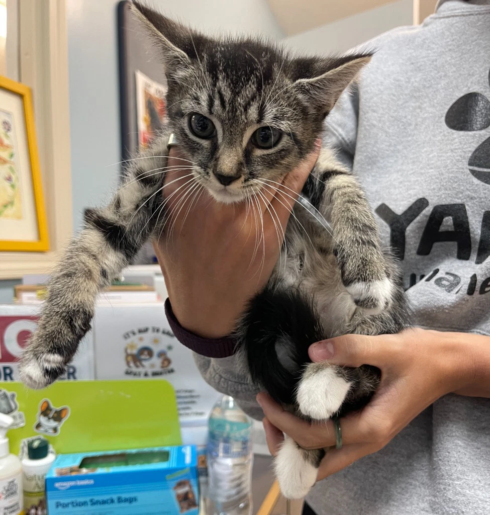 Lemon Meringue Pie