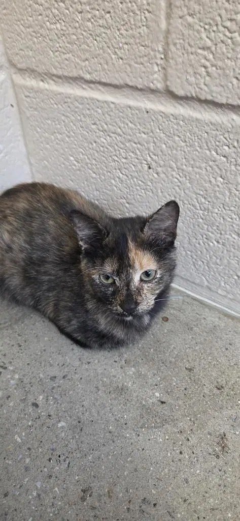 Mississippi - Domestic Short Hair