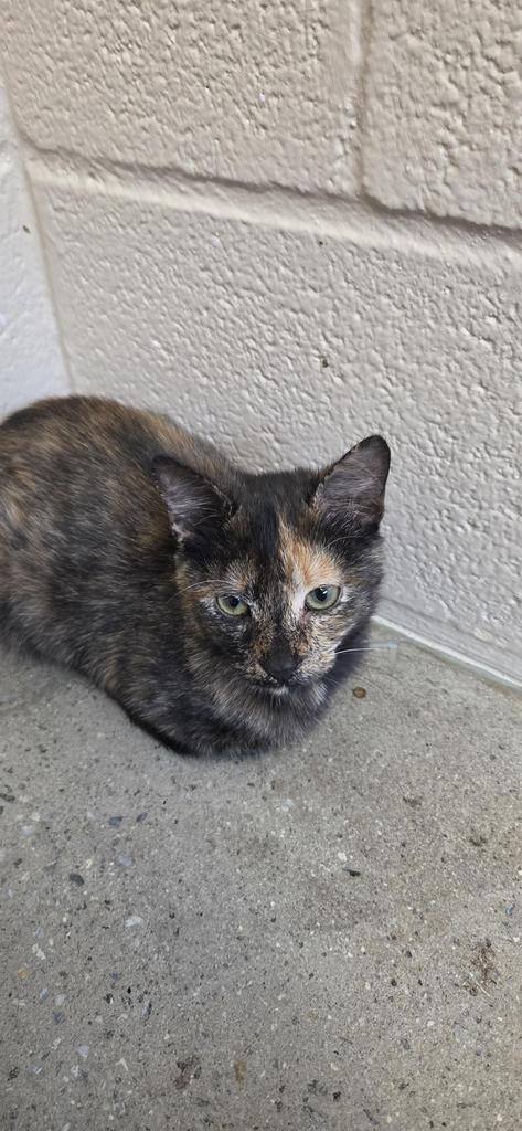 Mississippi, Domestic Short Hair / Mixed