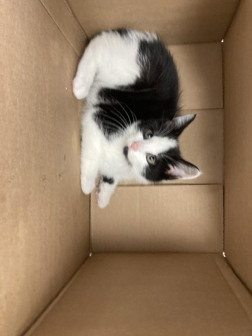 Rhubarb Pie, Domestic Short Hair / Mixed