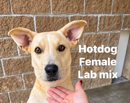 Hotdog, Labrador Retriever / Terrier / Mixed