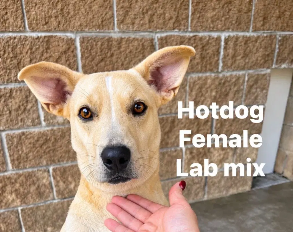 Hotdog - Labrador Retriever