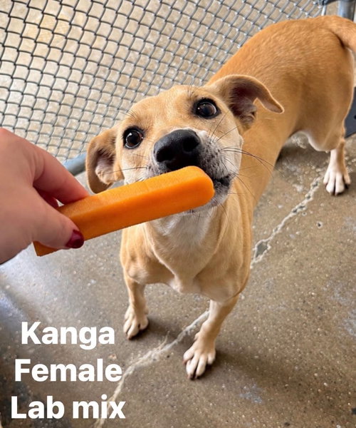 Kanga, Labrador Retriever / Terrier / Mixed