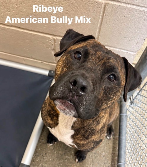 Ribeye, Terrier / American Staffordshire Terrier / Mixed
