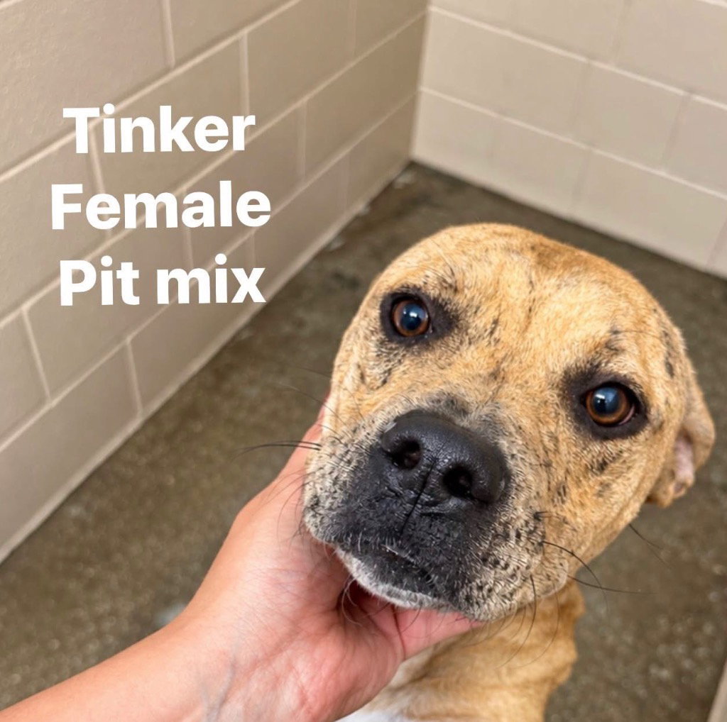 Tinker