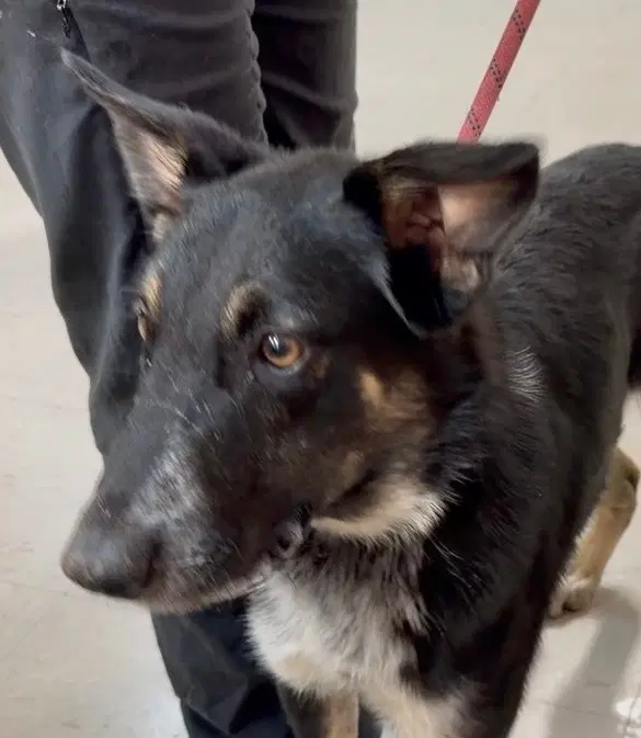 Fresno - German Shepherd Dog
