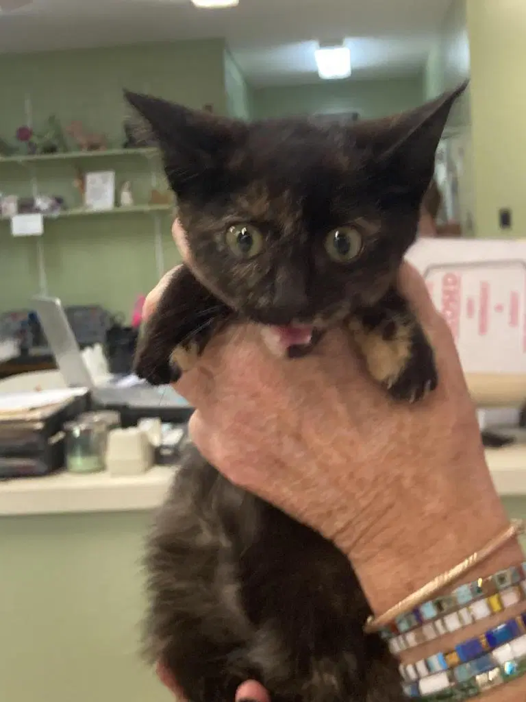 Officer Oldfield - Domestic Short Hair