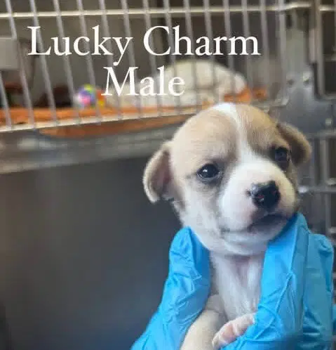 Lucky Charm - Chihuahua