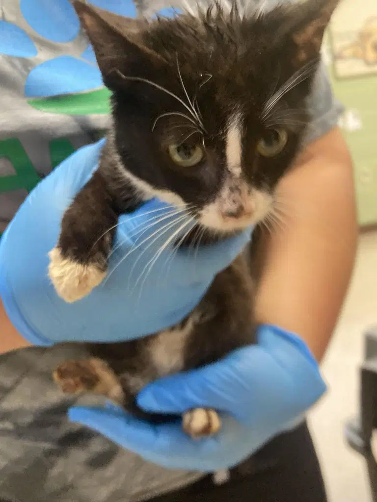 Hallow - Domestic Short Hair