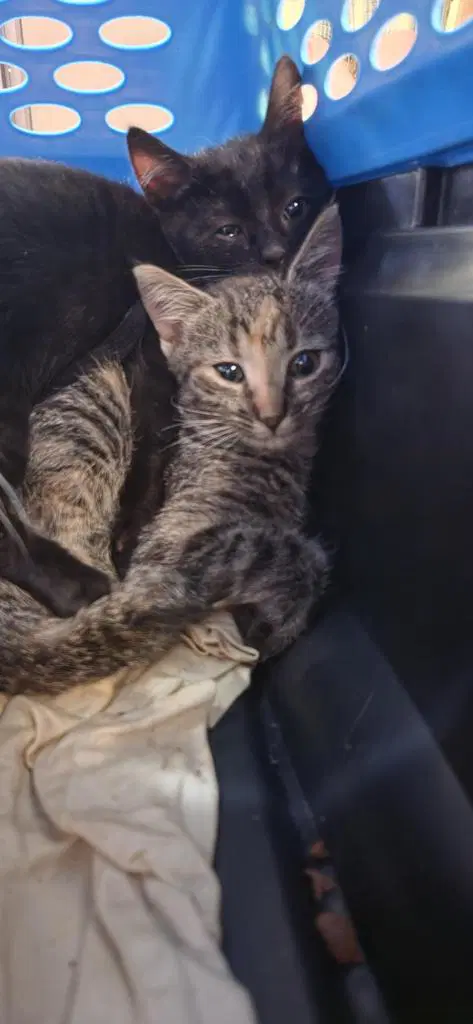 Fog - Domestic Short Hair