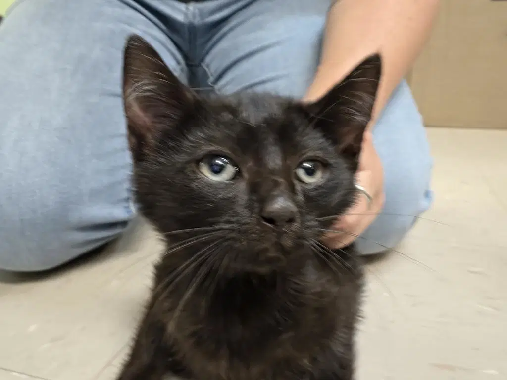 Nox - Domestic Short Hair