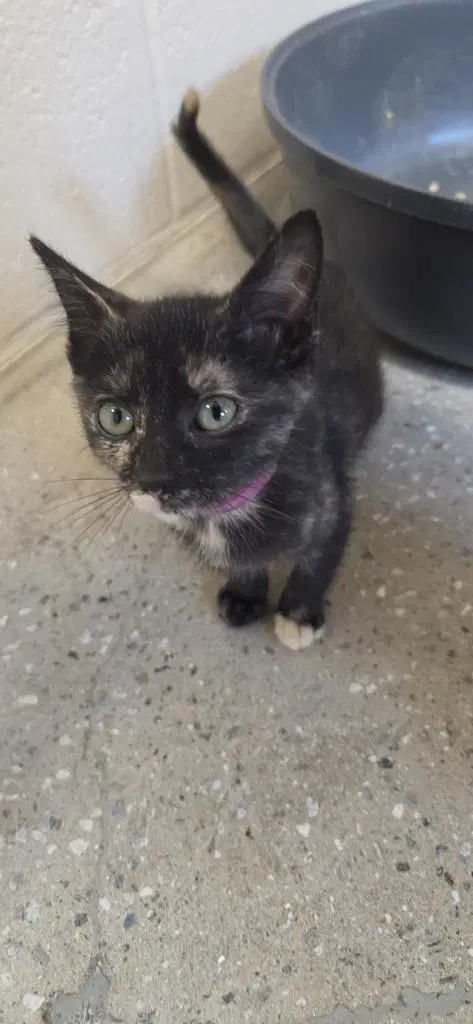 Eraser - Domestic Short Hair
