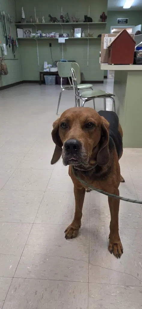 Fester - Coonhound