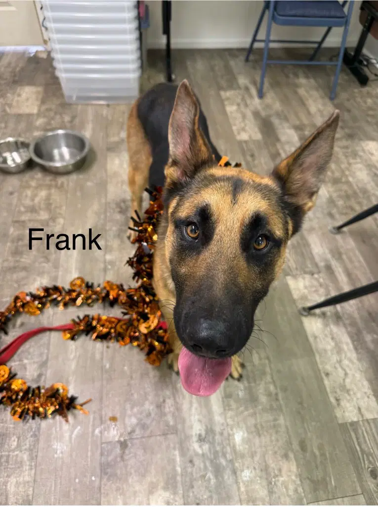 Frank - German Shepherd Dog