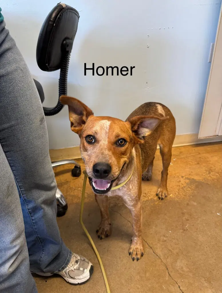 Homer - Australian Cattle Dog/Blue Heeler