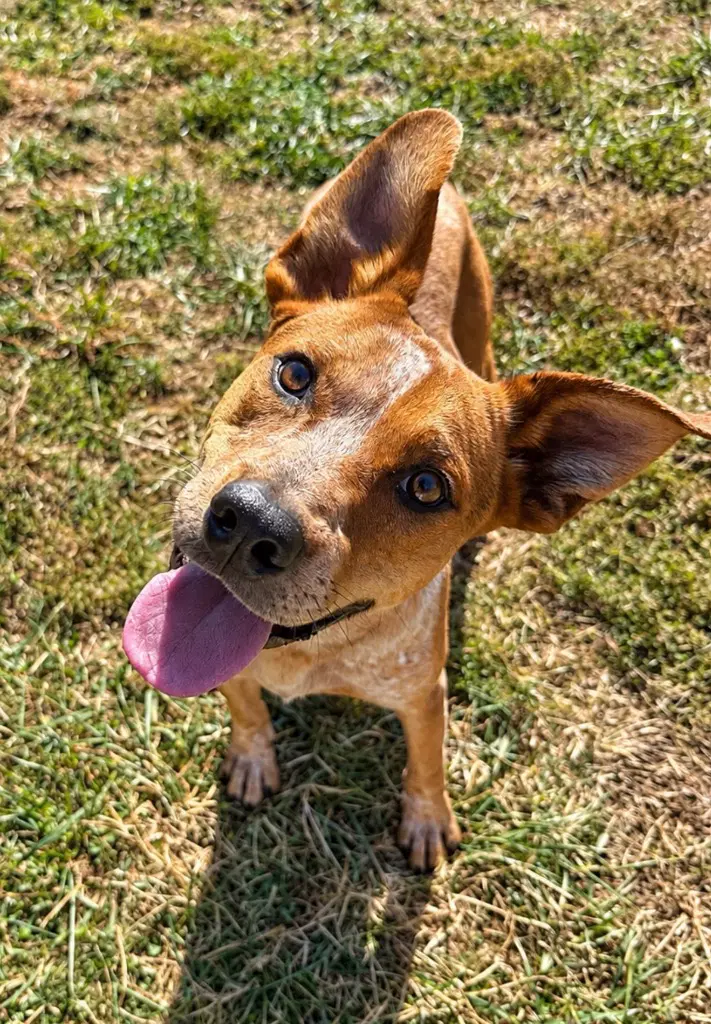 Homer - Australian Cattle Dog/Blue Heeler
