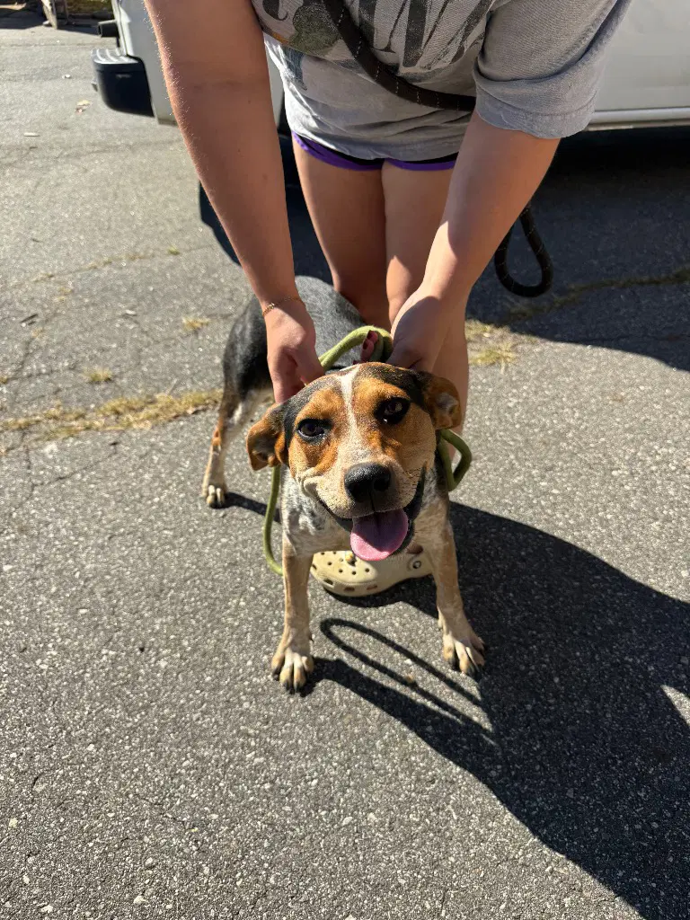 Marge - Australian Cattle Dog/Blue Heeler