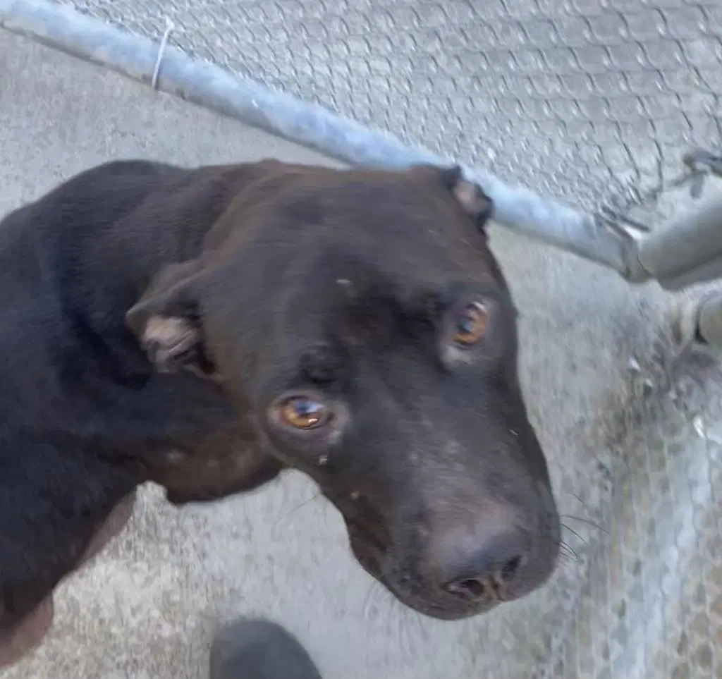 Melody - American Staffordshire Terrier