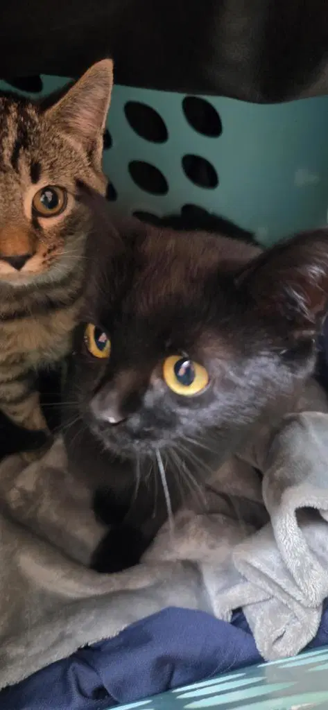 Fang - Domestic Short Hair
