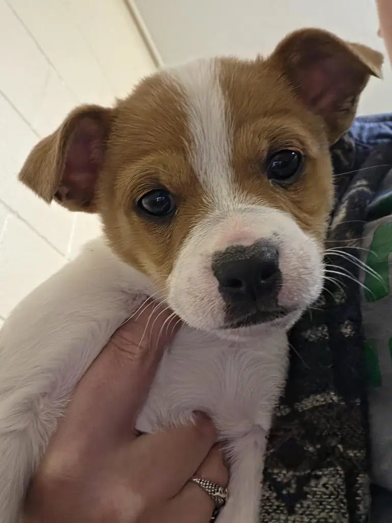 Jason Voorhees - Chihuahua