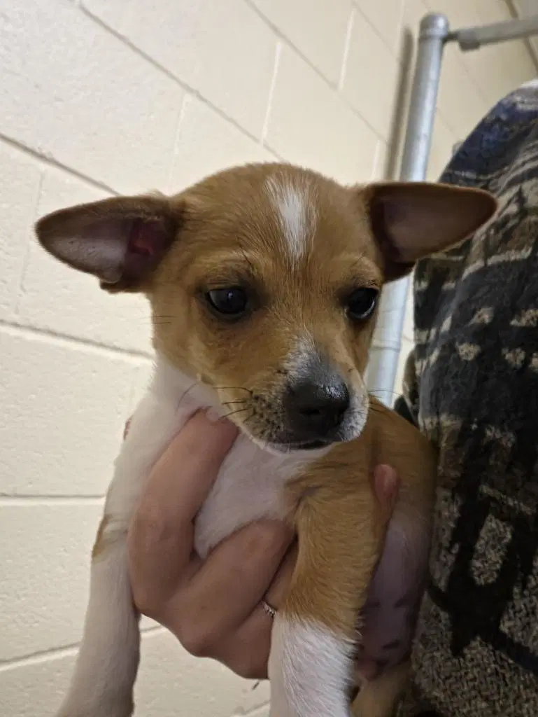 Ripley - Chihuahua