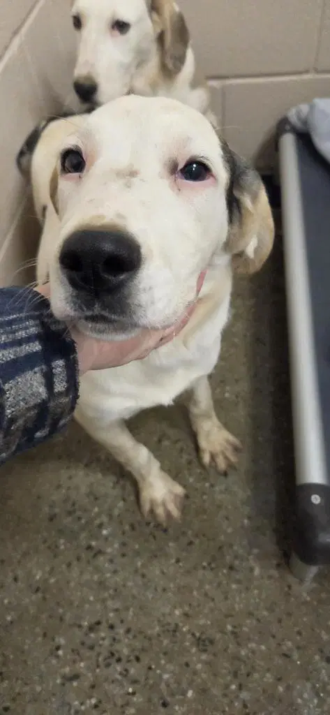 Indie - Great Pyrenees