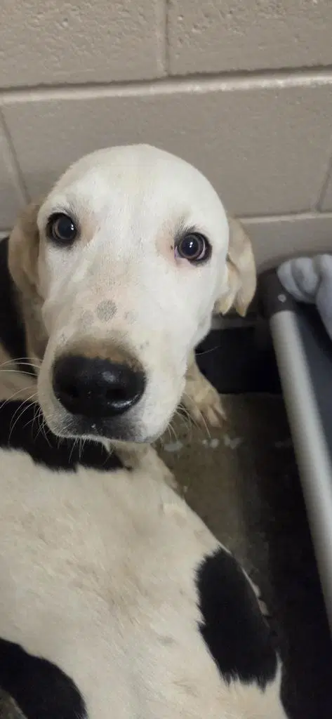 Orion - Great Pyrenees