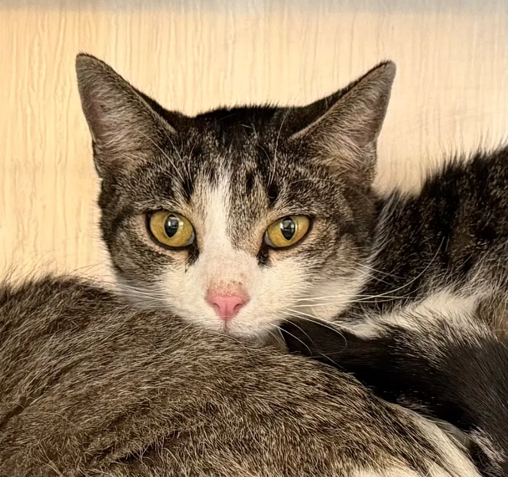 India - Domestic Short Hair