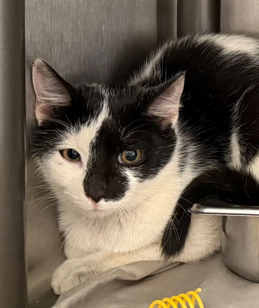 Luna - Domestic Short Hair