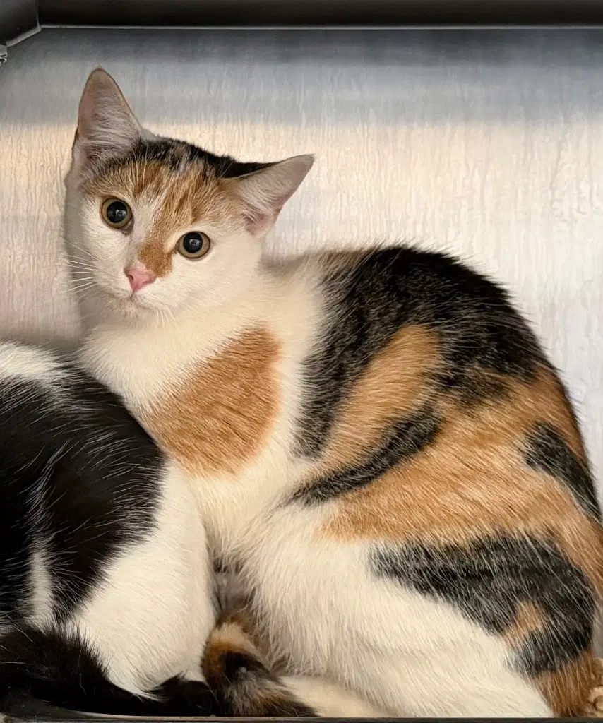 Missy - Domestic Short Hair